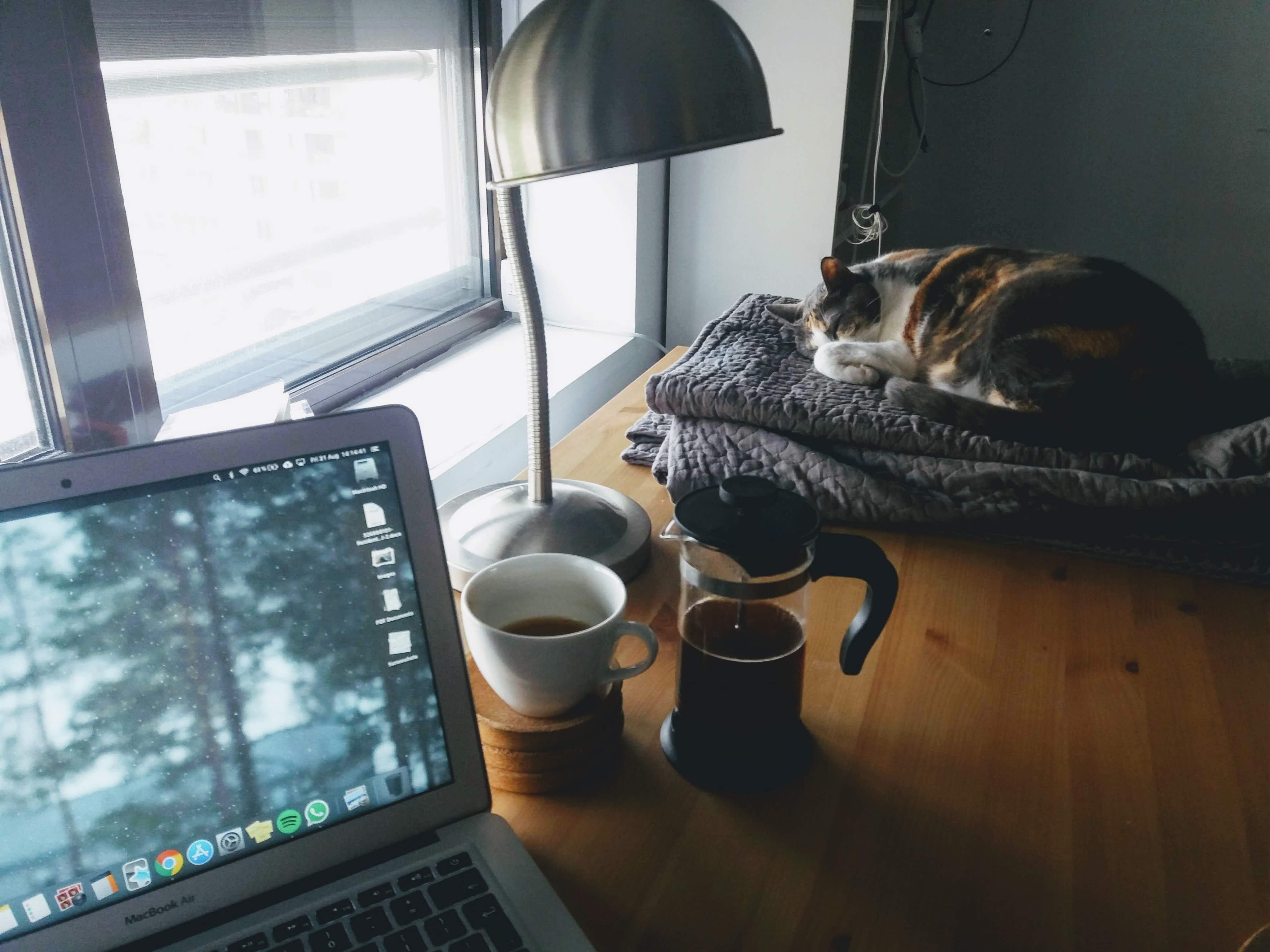 work with cat and coffee